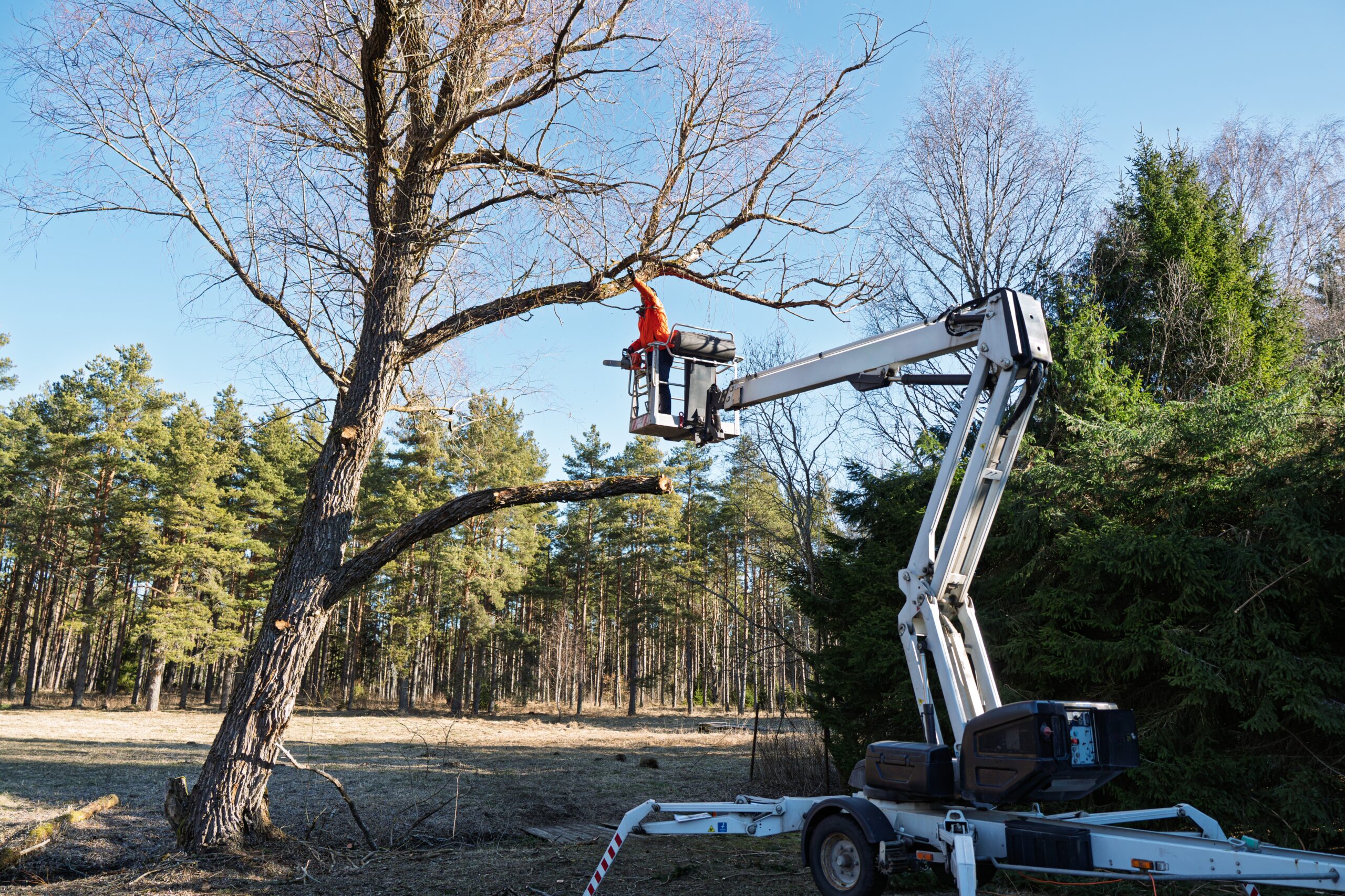 After Severe Storms, My Local Tree Services Clears Fallen Trees and Restores Safety Overnight